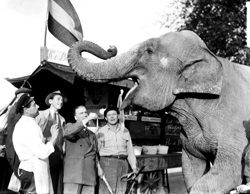 Olifant van Circus Mikkenie heeft trek in haring, Bestanddeelnr 903-0314