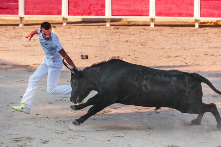 Black horn cattle