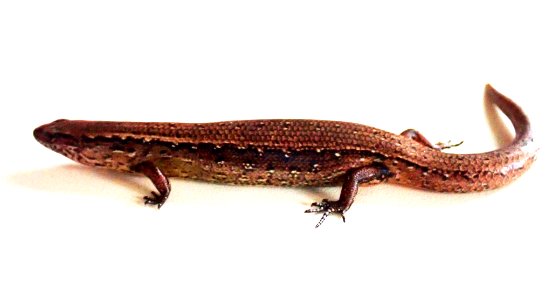Oligosoma aeneum 58900808