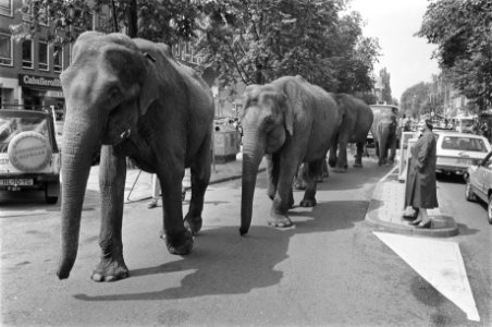 Olifanten van Circus Althoff lopen door Amsterdam, Bestanddeelnr 933-0311