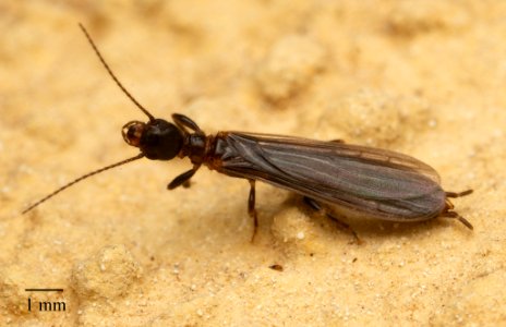 Oligotoma nigra