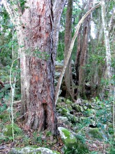 Olinia ventosa tree - Cape Town indigenous forests