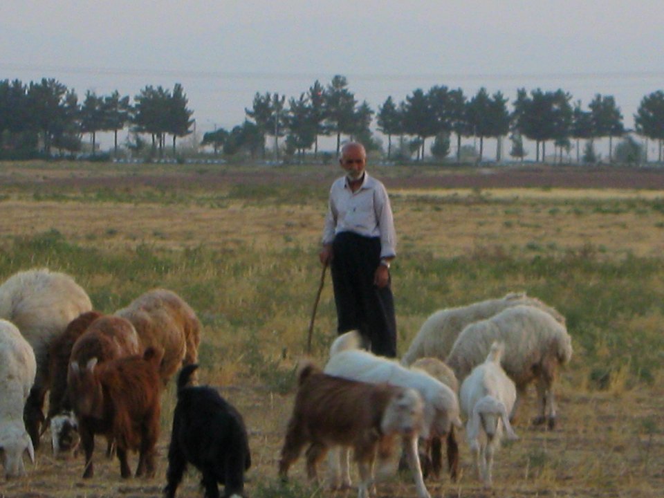Oldman Ranceher in the outskirt of Nishapur - near Maghrebi mausoleum - upon Old Nishapur soil 17