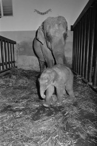 Olifantje geboren in Diergaarde Blijdorp moeder Irma met het baby-olifantje, Bestanddeelnr 933-0035