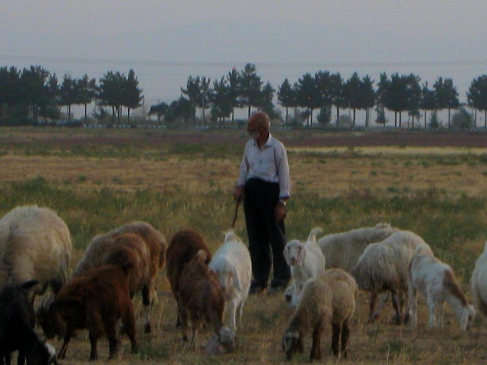 Oldman Ranceher in the outskirt of Nishapur - near Maghrebi mausoleum - upon Old Nishapur soil 14