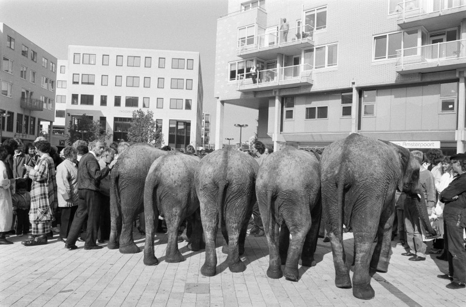 Olifanten van Circus Holiday in Bijlmermeer, Bestanddeelnr 934-0928