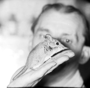 Olifantsspitsmuis in Artis Oppasser houdt muisje op de hand, Bestanddeelnr 913-2892
