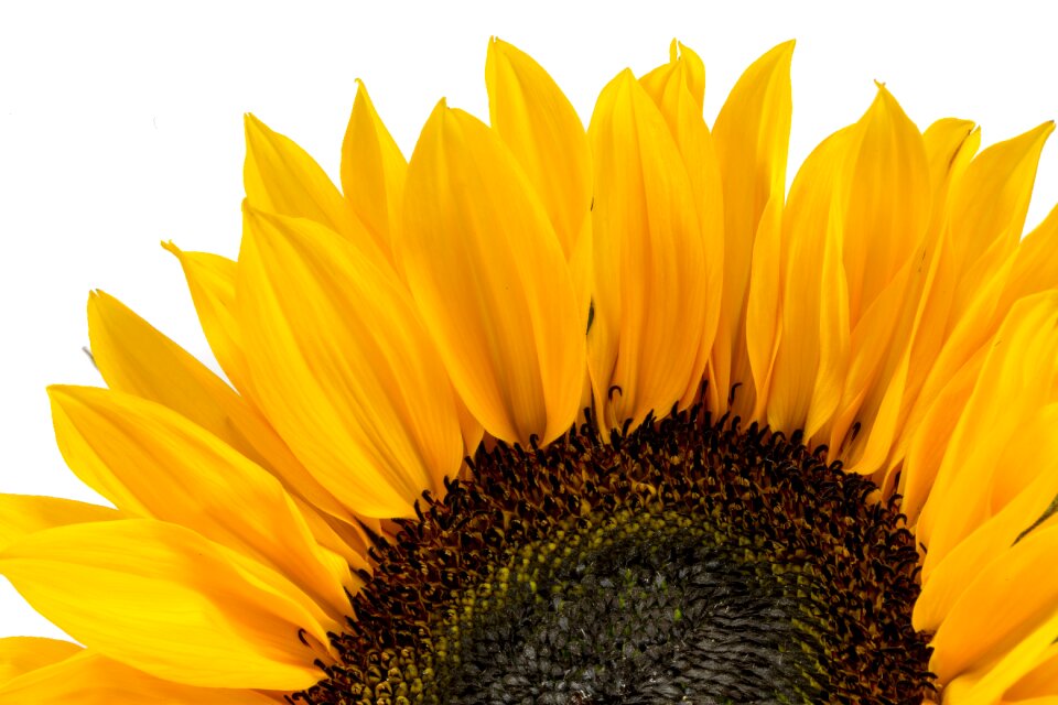 Nature yellow flower bloom