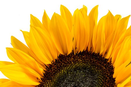 Nature yellow flower bloom