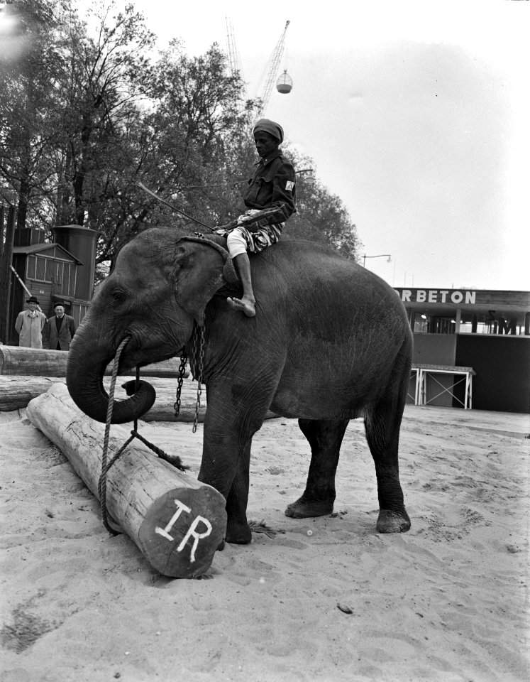 Olifant Snisla geeft demonstratie, Bestanddeelnr 907-1553