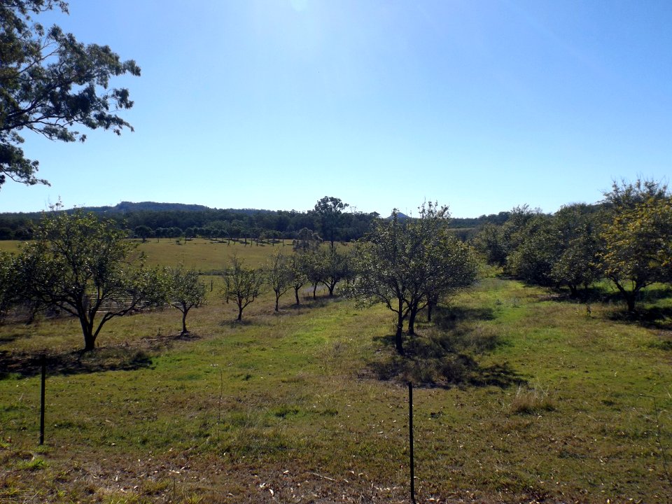 Olive orchard Bracalba Queensland