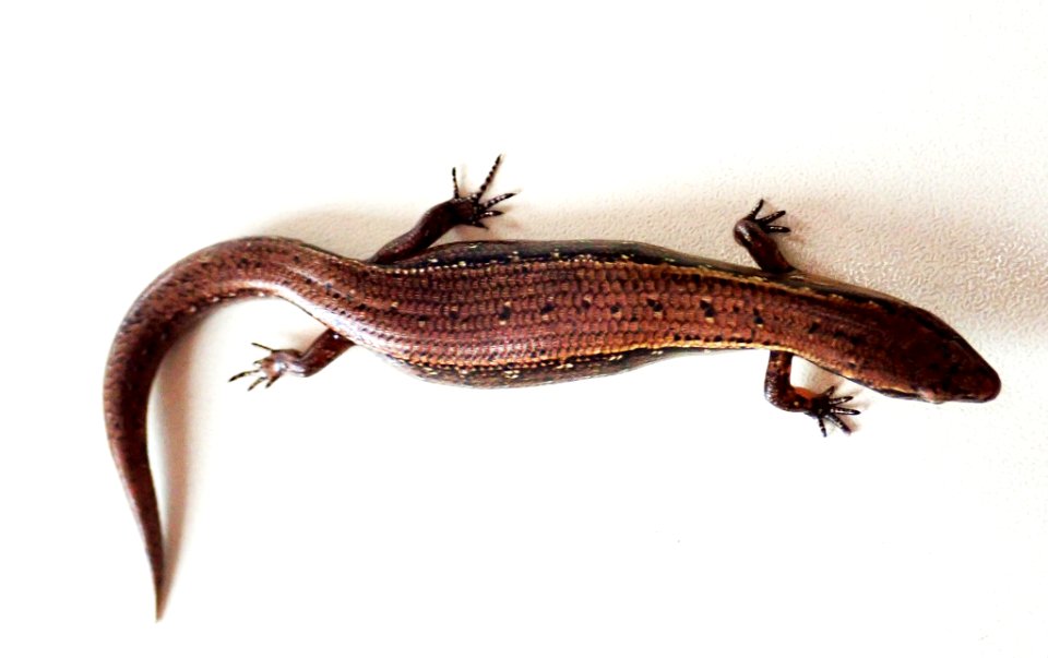 Oligosoma aeneum 58900818