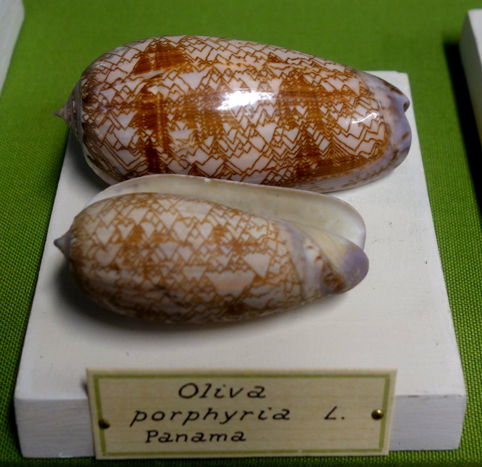 Oliva porphyria - Museo Civico di Storia Naturale Giacomo Doria - Genoa, Italy - DSC03252