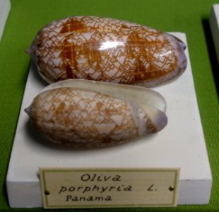 Oliva porphyria - Museo Civico di Storia Naturale Giacomo Doria - Genoa, Italy - DSC03252
