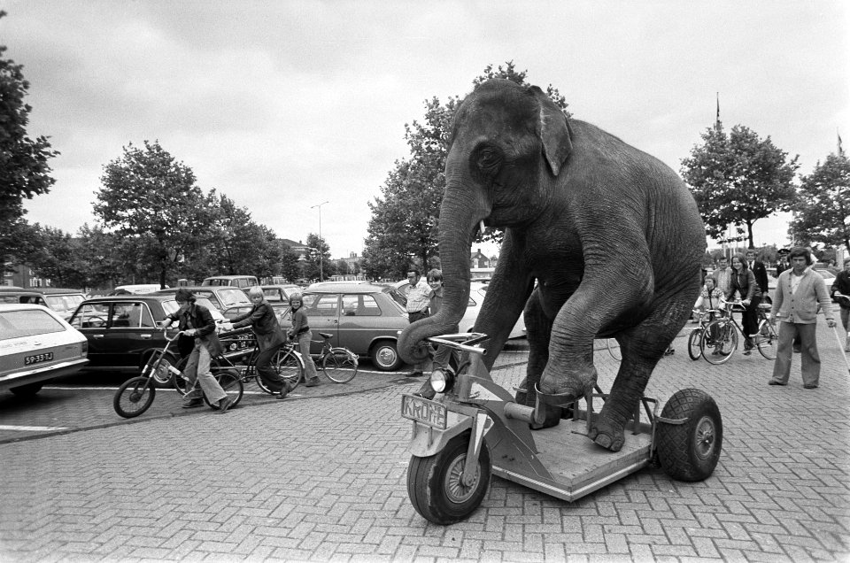 Olifant Bijoya van Circus Krone op zijn driewieler op straat, Bestanddeelnr 928-0125