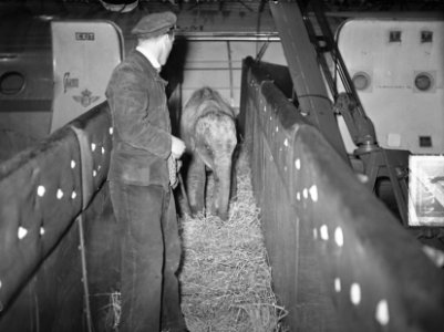 Olifanten op Schiphol uit Bangkok, Bestanddeelnr 904-4764