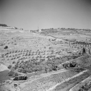 Olijfgaarden buiten de stadsmuur van Jeruzalem, Bestanddeelnr 255-5142 photo