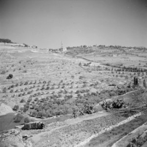 Olijfgaarden buiten de stadsmuur van Jeruzalem, Bestanddeelnr 255-5142