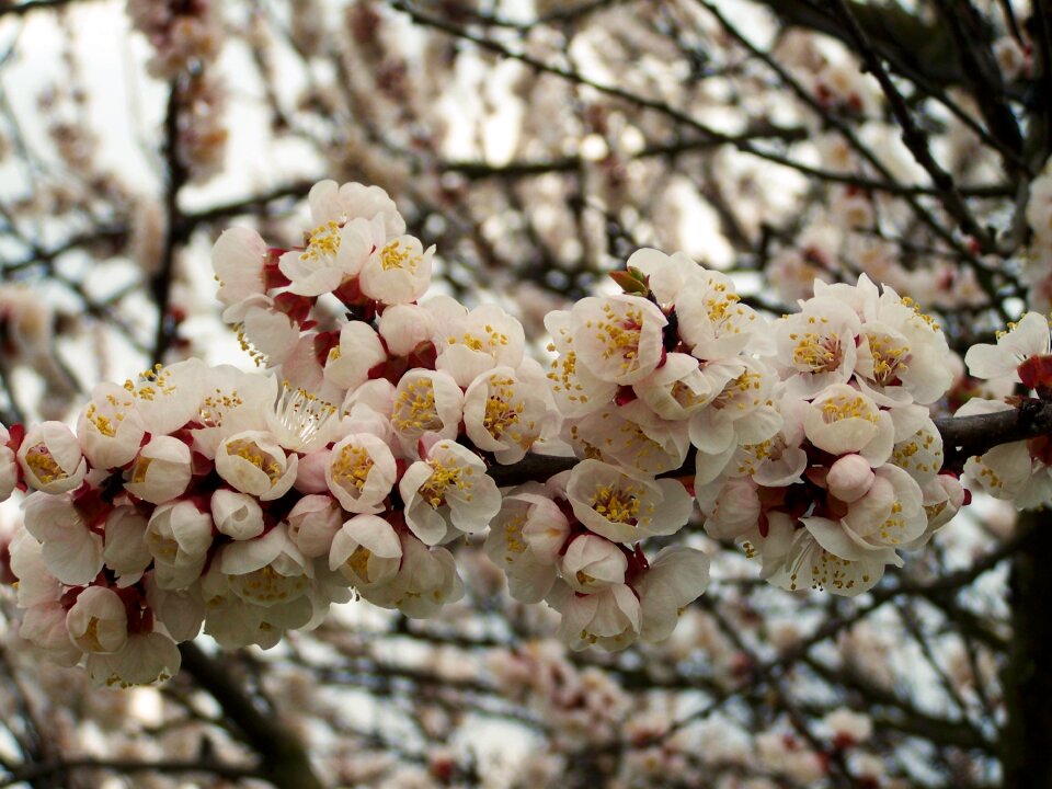Apricot blossom pale pink spring