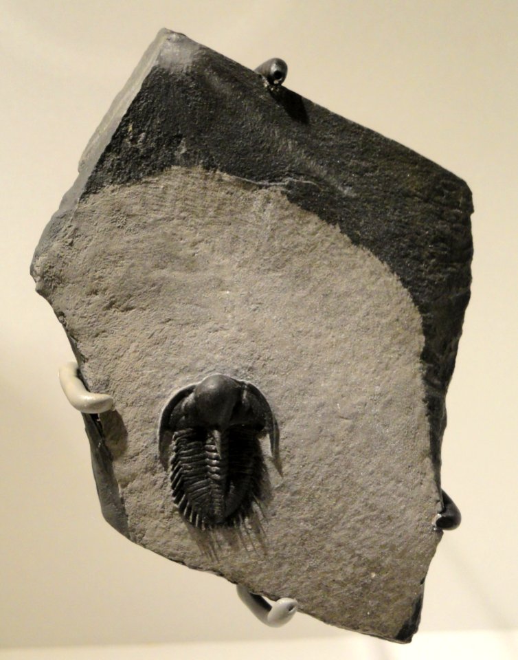 Olenoides inflatus, Late Middle Cambrian, Upper Marjum Formation, House Range, Millard County, Utah, USA - Houston Museum of Natural Science - DSC01424