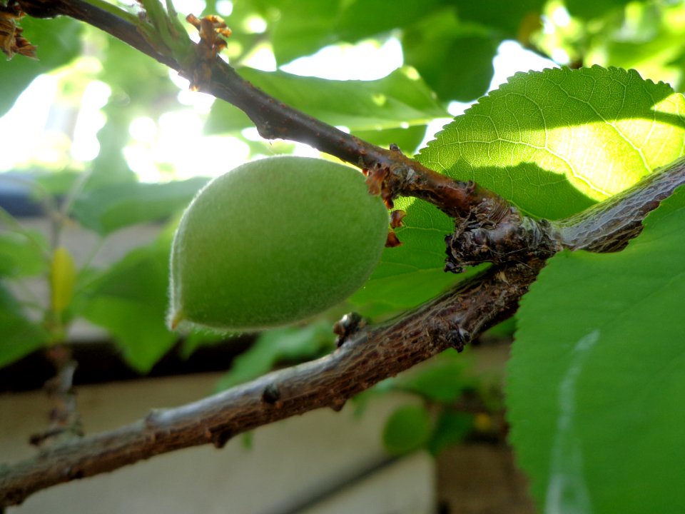 Olgunlaşmamış kayısı