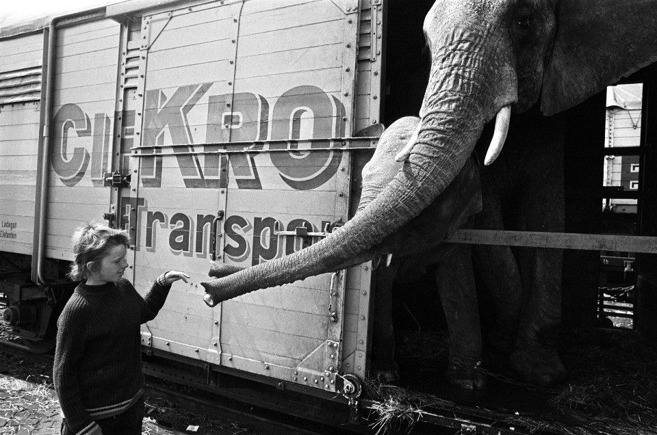 Olifanten in de trein op de Cruquiuskade, Bestanddeelnr 928-0101