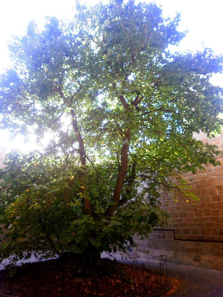 Olite - Palacio Real, Patio de la Morera 2