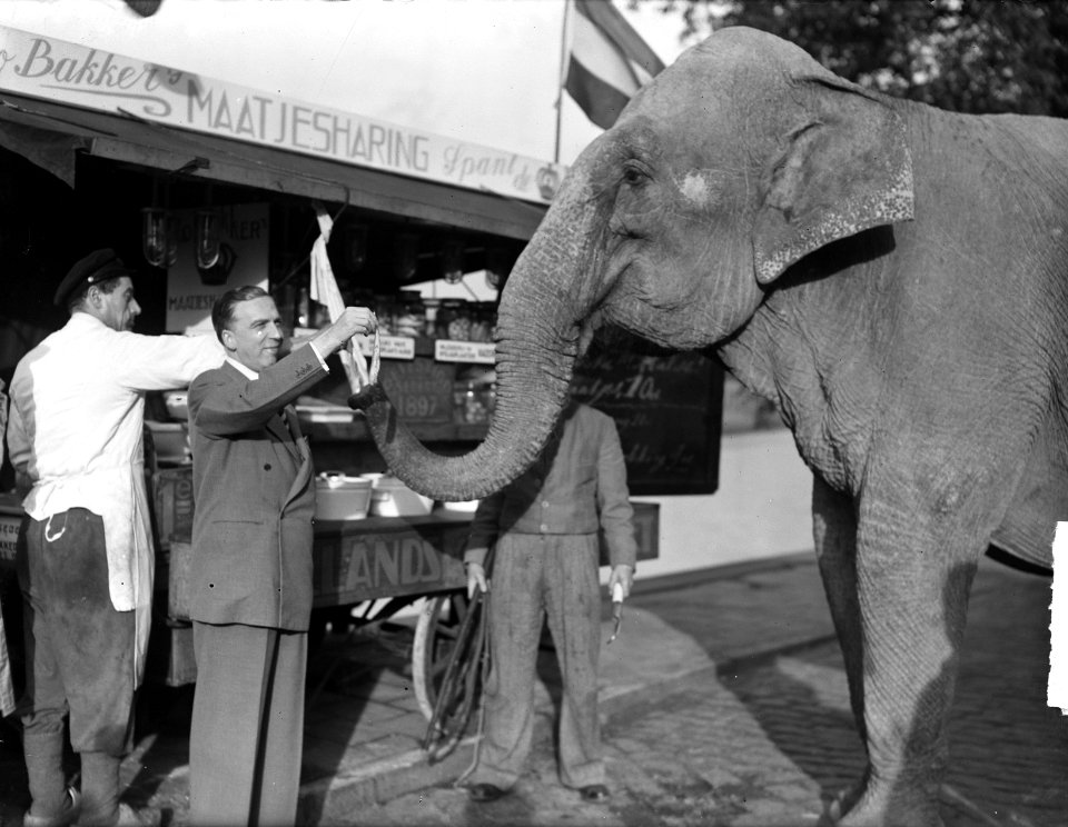 Olifant van Circus Mikkenie heeft trek in haring, Bestanddeelnr 934-5241