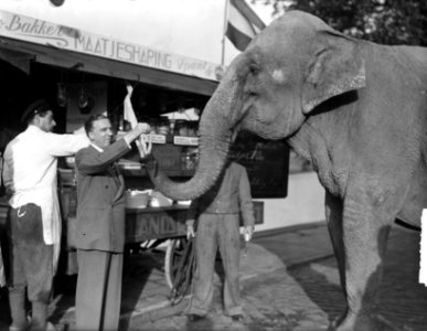 Olifant van Circus Mikkenie heeft trek in haring, Bestanddeelnr 934-5241