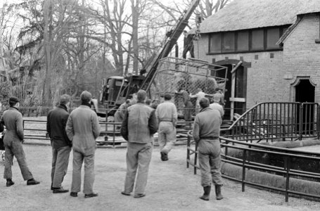 Olifant Barbara uit Emmen naar Artis te Amsterdam, transport, Bestanddeelnr 919-2270