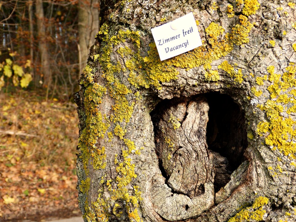 Shared apartment tree hollow