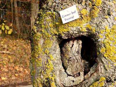 Shared apartment tree hollow photo