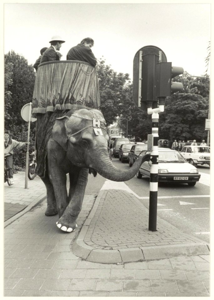 Olifant te Bennebroek i.v.m. de verbouwing van een assurantiekantoor. Op de olifant burgemeester G. van Egerschot. NL-HlmNHA 1478 0089