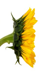 Nature yellow flower bloom