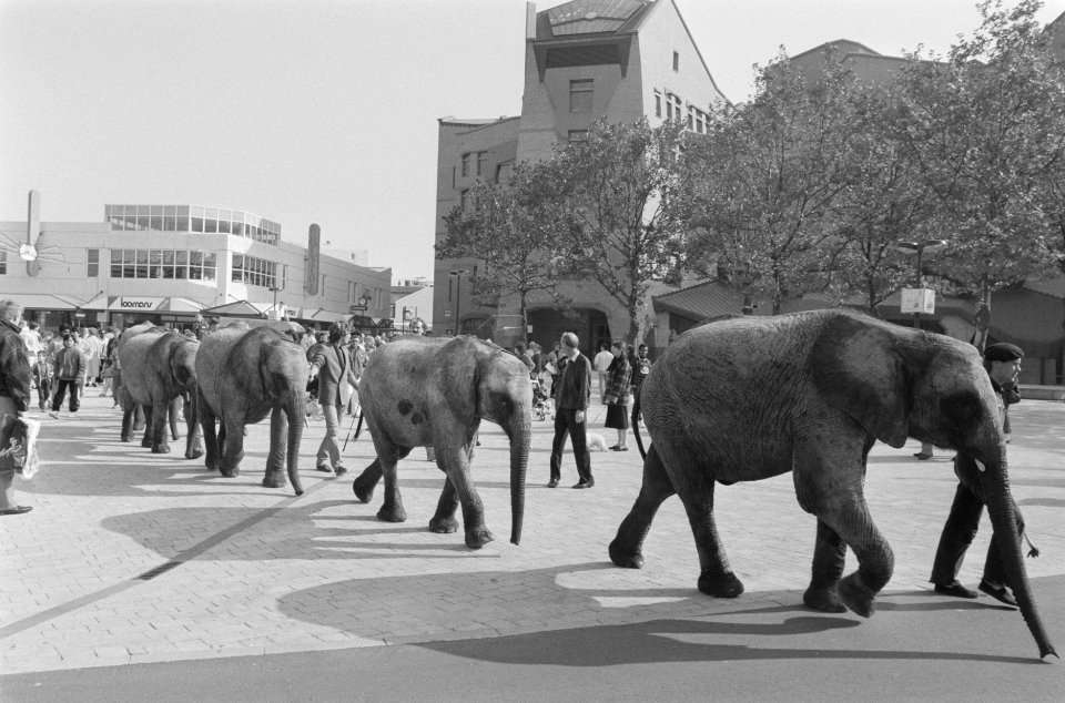 Olifanten van Circus Holiday in Bijlmermeer, Bestanddeelnr 934-0929