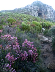 Olifants Oog cave Constantia Cape Town - erica fynbos photo