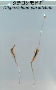 Oligotrichum parallelum - National Museum of Nature and Science, Tokyo - DSC07602