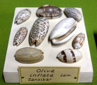 Oliva bulbosa (Oliva inflata) - Museo Civico di Storia Naturale Giacomo Doria - Genoa, Italy - DSC03251
