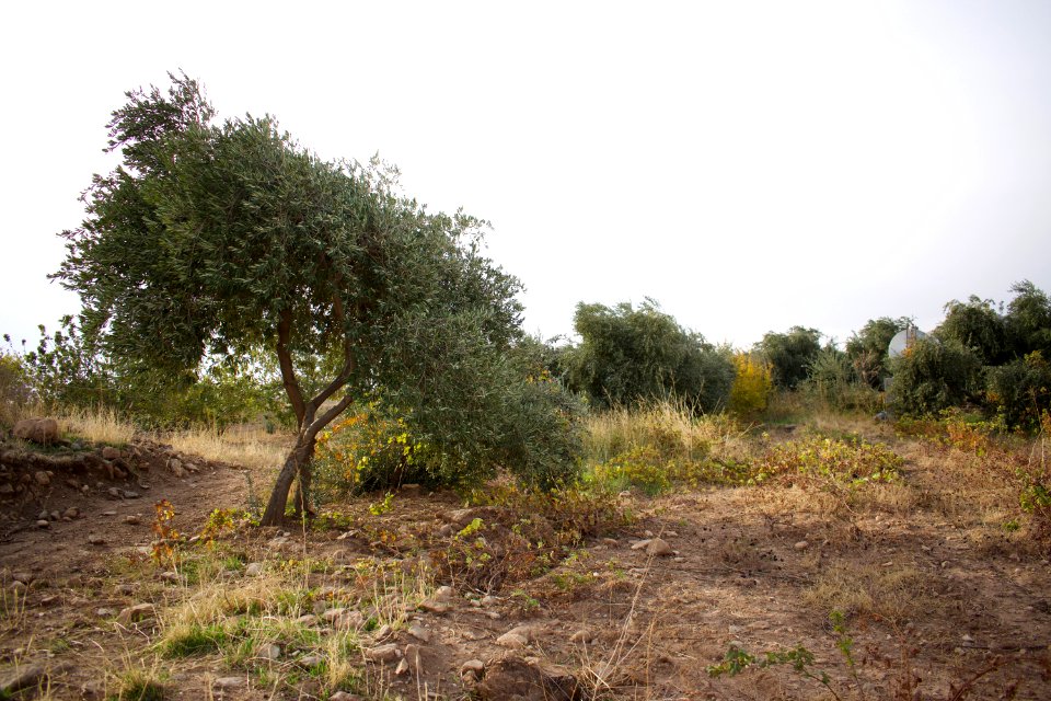 Olive orchard in Koye in the Arbil Governorate of the Kurdistan Region of Iraq 19