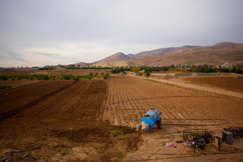 Olive orchard in Koye in the Arbil Governorate of the Kurdistan Region of Iraq 23