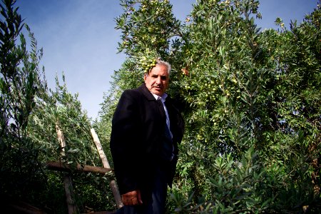 Olive orchard in Koye in the Arbil Governorate of the Kurdistan Region of Iraq 09