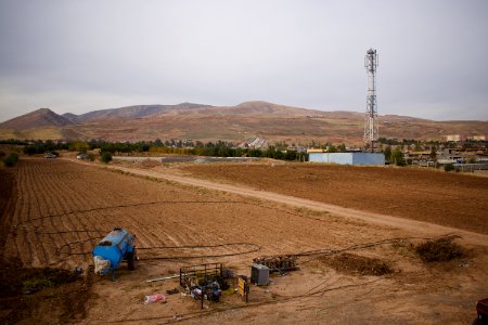 Olive orchard in Koye in the Arbil Governorate of the Kurdistan Region of Iraq 24