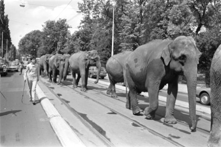 Olifanten van Circus Althoff lopen door Amsterdam, Bestanddeelnr 933-0310