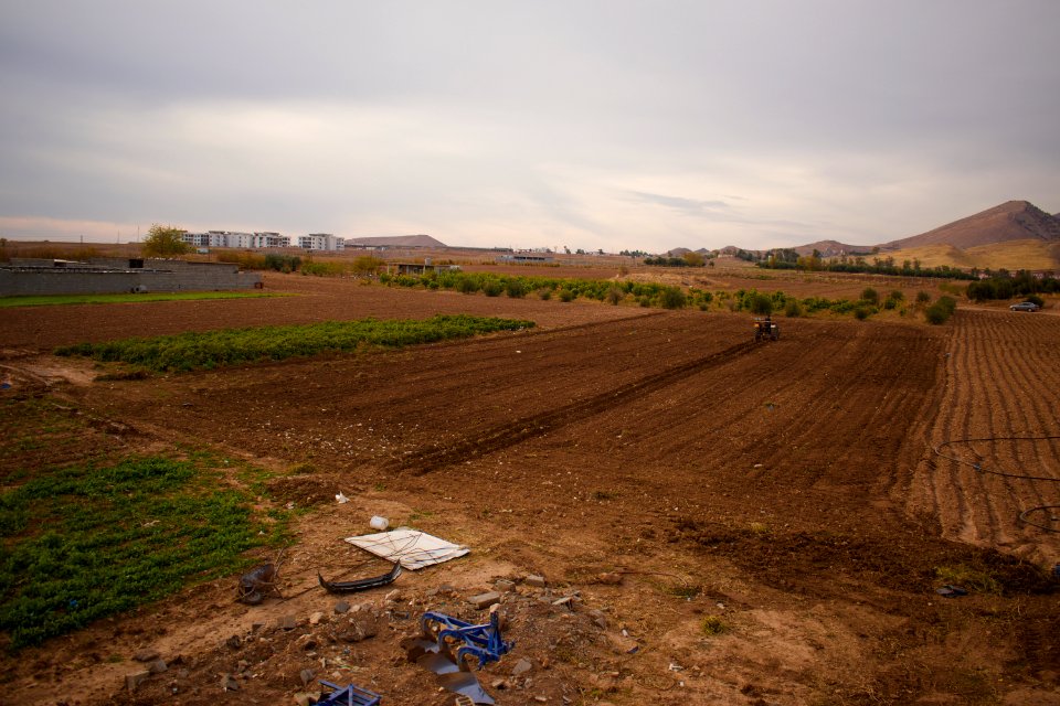 Olive orchard in Koye in the Arbil Governorate of the Kurdistan Region of Iraq 22