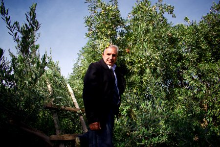 Olive orchard in Koye in the Arbil Governorate of the Kurdistan Region of Iraq 10