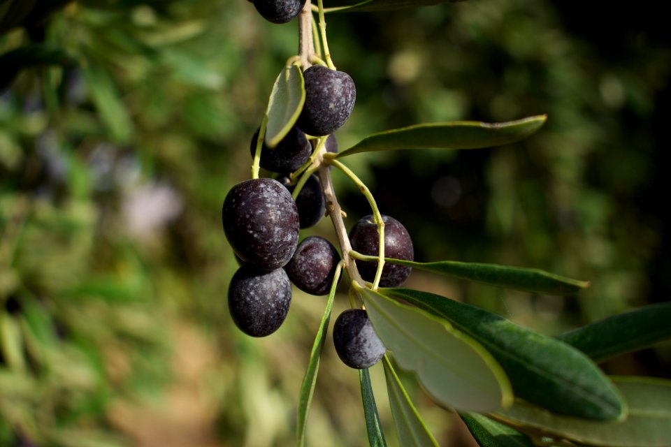 Olive orchard in Koye in the Arbil Governorate of the Kurdistan Region of Iraq 17