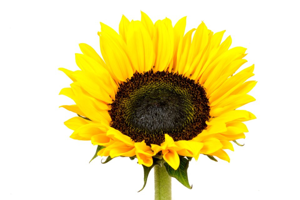 Nature yellow flower bloom