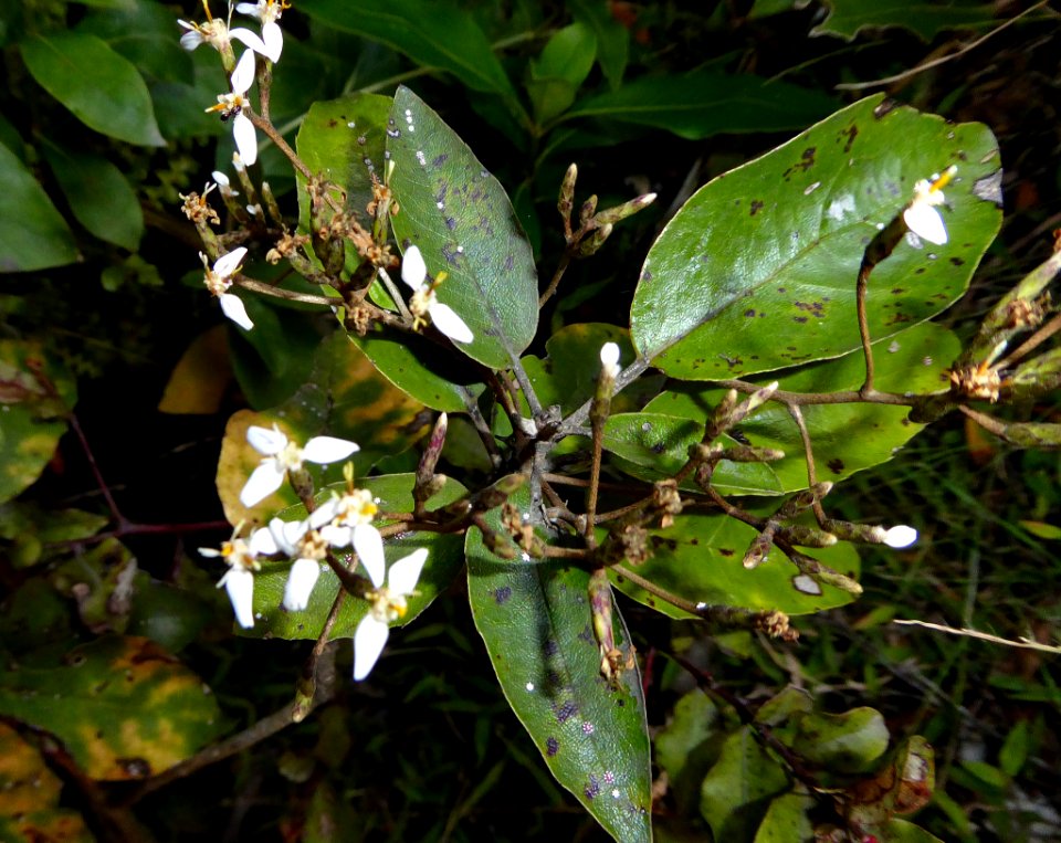 Olearia furfuracea by Peter de Lange