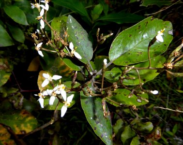 Olearia furfuracea by Peter de Lange