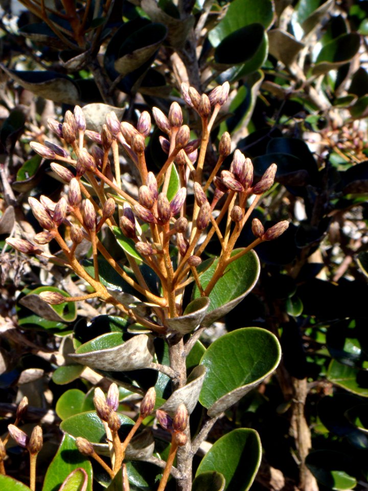 Olearia allomii by Peter de Lange